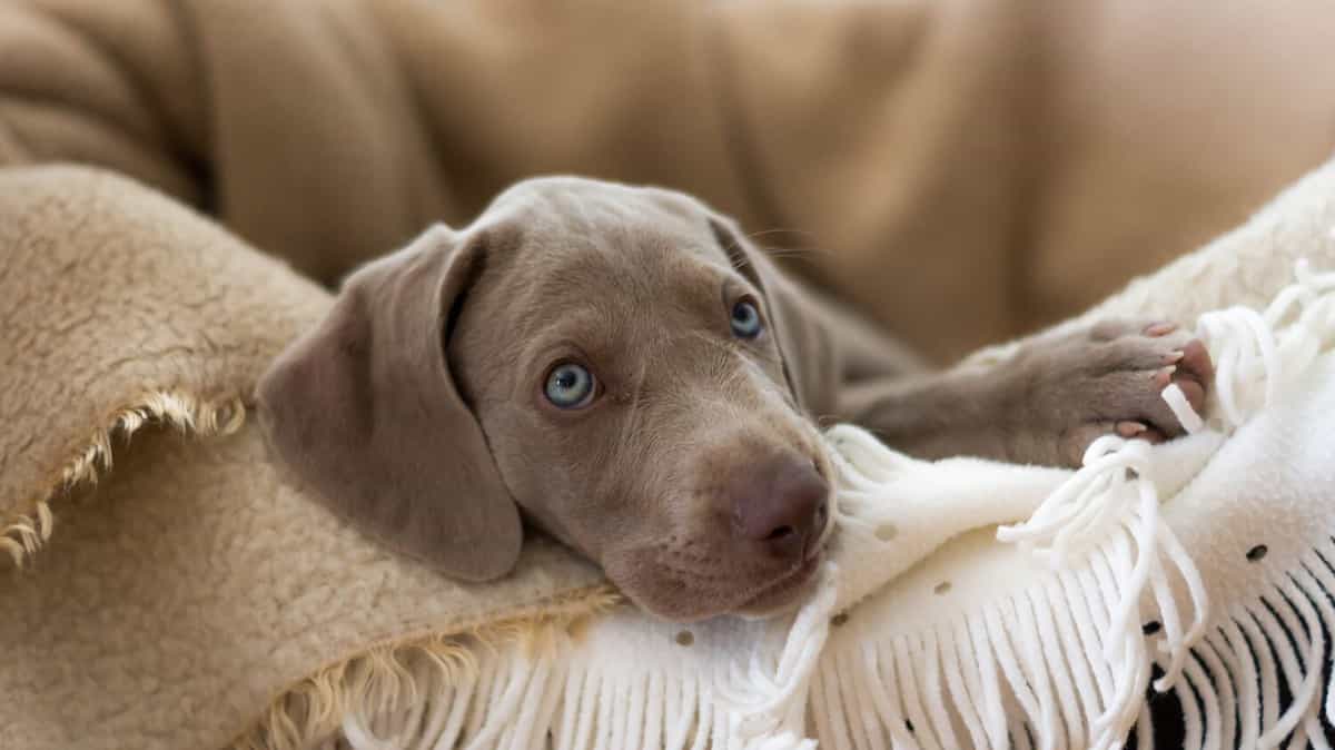 Are Weimaraners Good With Kids?