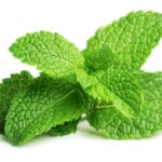 Steps to Grow Mint Indoors