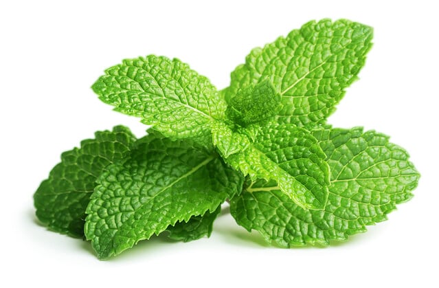 Fresh raw mint leaves isolated on white background