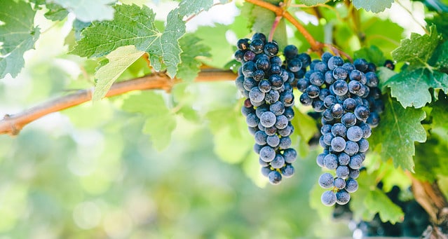 Closeup of blue grape in vineyard with sunlight. Winery and grapevine growing background frame. Grape growing and wine making design banner.