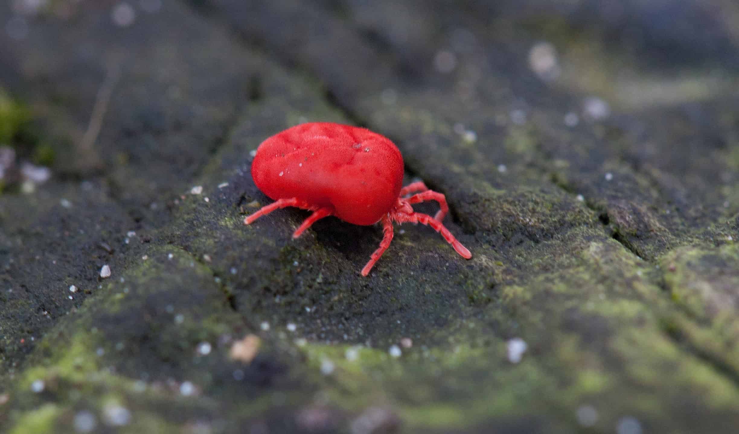 Chigger of the Trombiculidae family