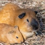 7 Signs Your Guinea Pig Might Be Pregnant