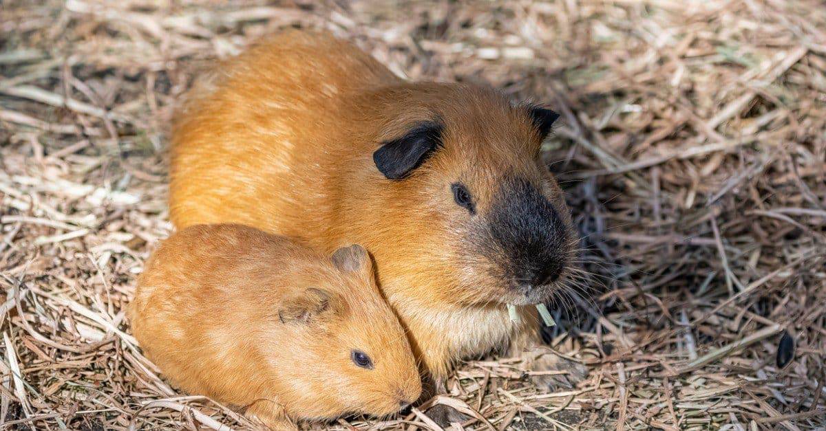 7 Signs Your Guinea Pig Might Be Pregnant