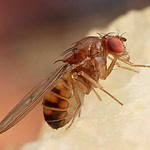 What Are Fruit Flies?