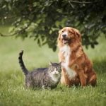 Dog Breeds That Do Well With Cats