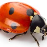 3. Ladybug: Lice Elimination Kit