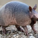 4. Armadillo