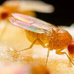 How to Get Rid of Fruit Flies Overnight