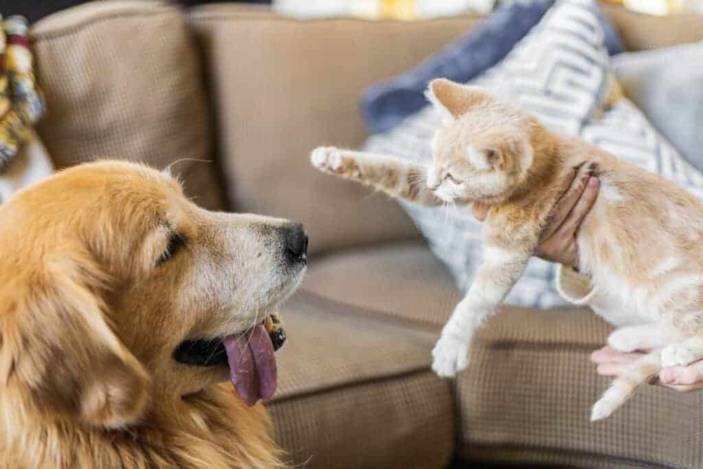 Tips for introducing your dog and cat