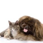 Tips for Introducing Your Dog and Cat