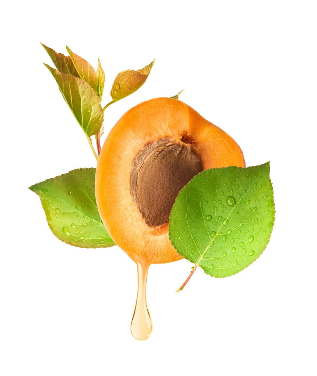 Fresh raw sweet Apricot with green leaves isolated on white background. Apricot oil dripping from the seed. High resolution collection. extremely dry hair shampoo