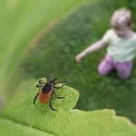 How to Check for Ticks on Your Children