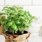 The Foolproof Way to Easily Grow Basil