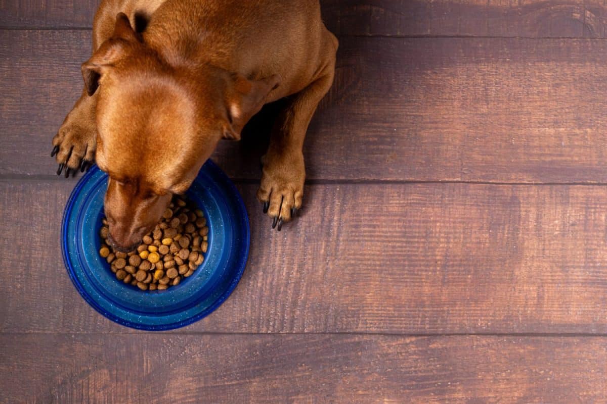 Kibble pet. Dachshund dog waiting to eat his bowl of dry dog food. Things you should never put down the kitchen drain.