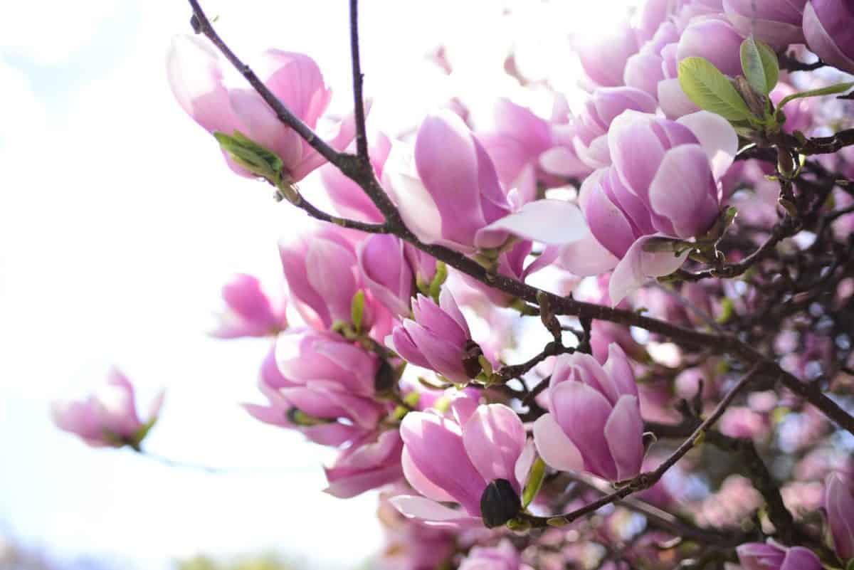 A large blooming magnolia tree on a sunny spring day. Pink magnolia flowers against the blue sky. Close up of beautiful light pink magnolia flowers. Low depth of field. Photo of natural nature. Magnolia shampoo for gray hair