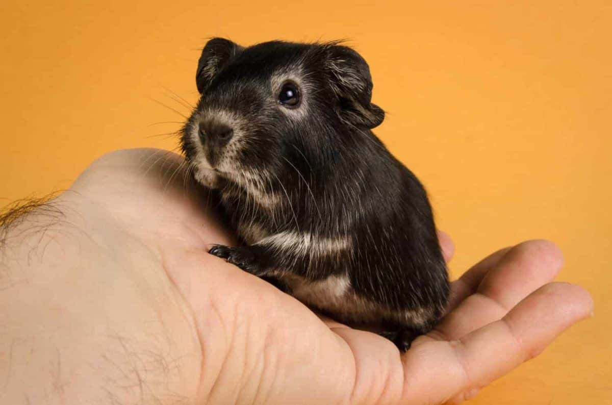 Guinea Pig Black Fox How To Trim Guinea Pigs Nails