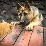 Always Monitor Early Communication Between Dogs and Cats