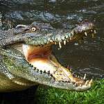 6. Alligators and Crocodiles