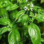 Basil Oil