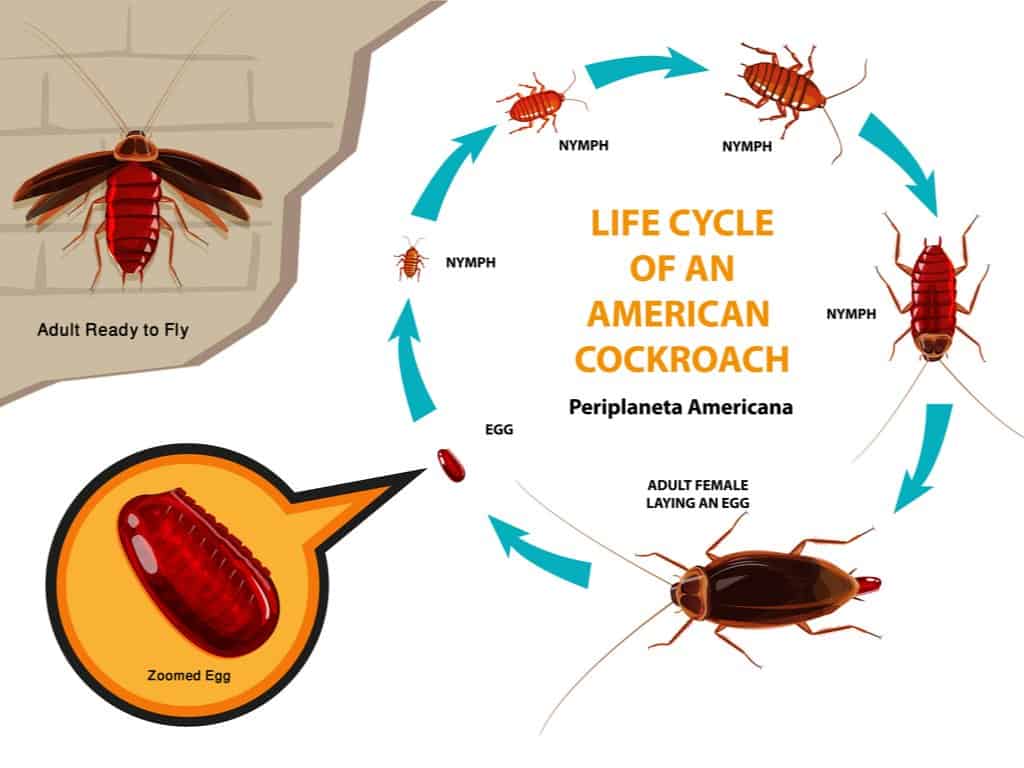 How to Tell if You Have a Cockroach Infestation