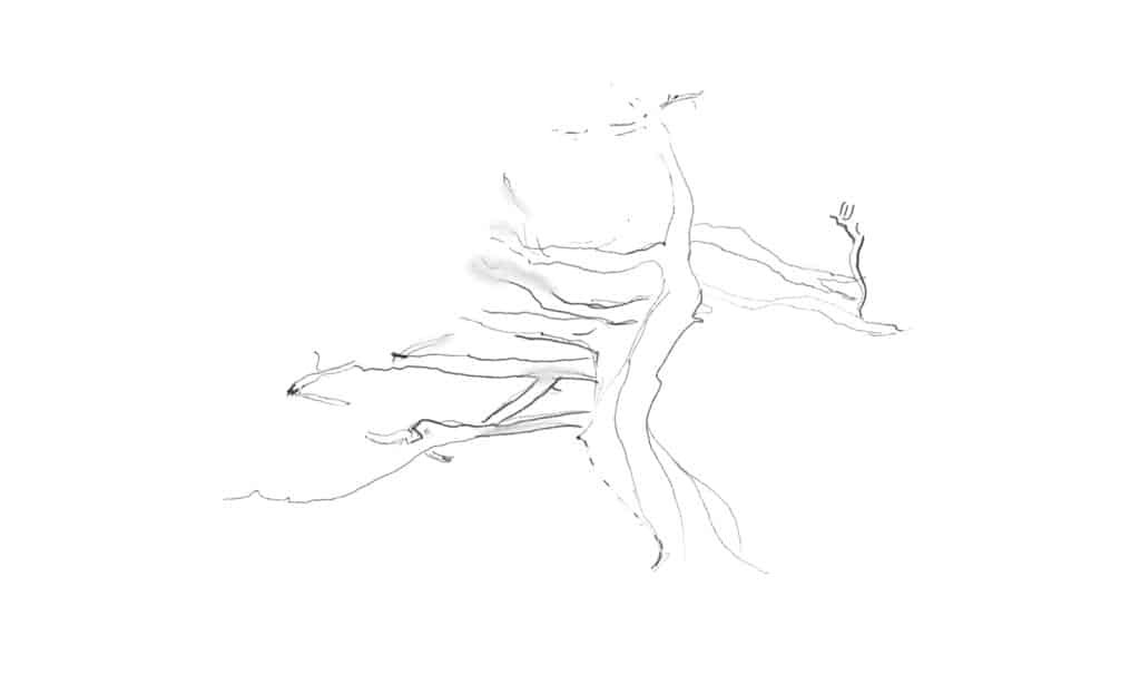 6 Steps to draw a tree