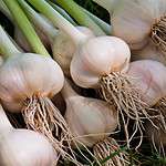 Harvesting Your Garlic Plant