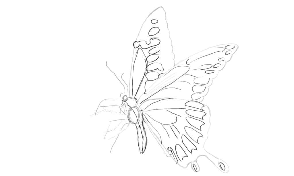 How to draw a butterfly step 4