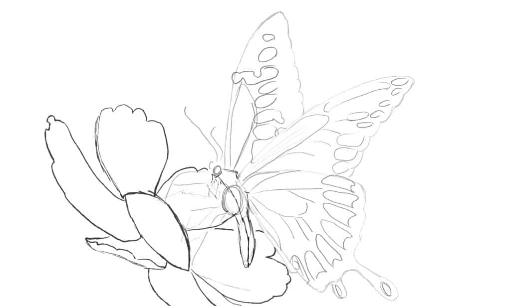 8 steps to drawing a butterfly