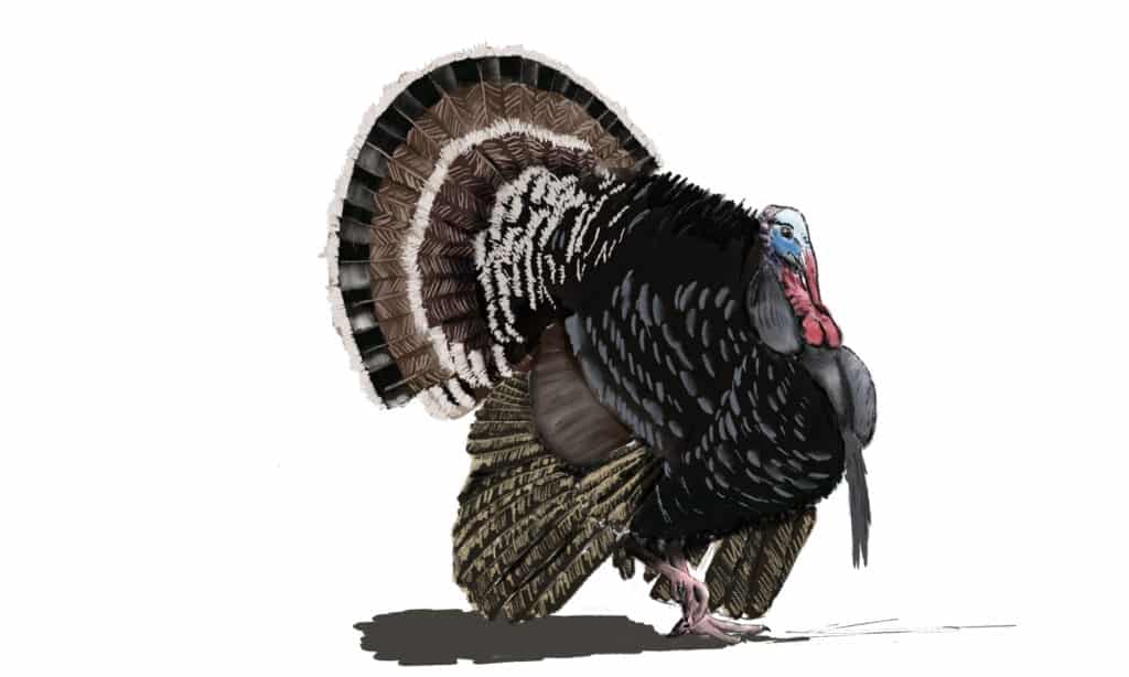 Final turkey drawing