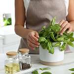 3 Ways to Grow Basil Indoors