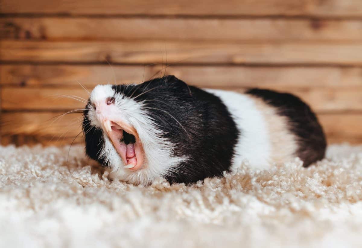 Guinea pig yawns and shows her teeth. The pet is tired. Poster. The animal screams about the stock at the store. Sale, advertising. Bored people.