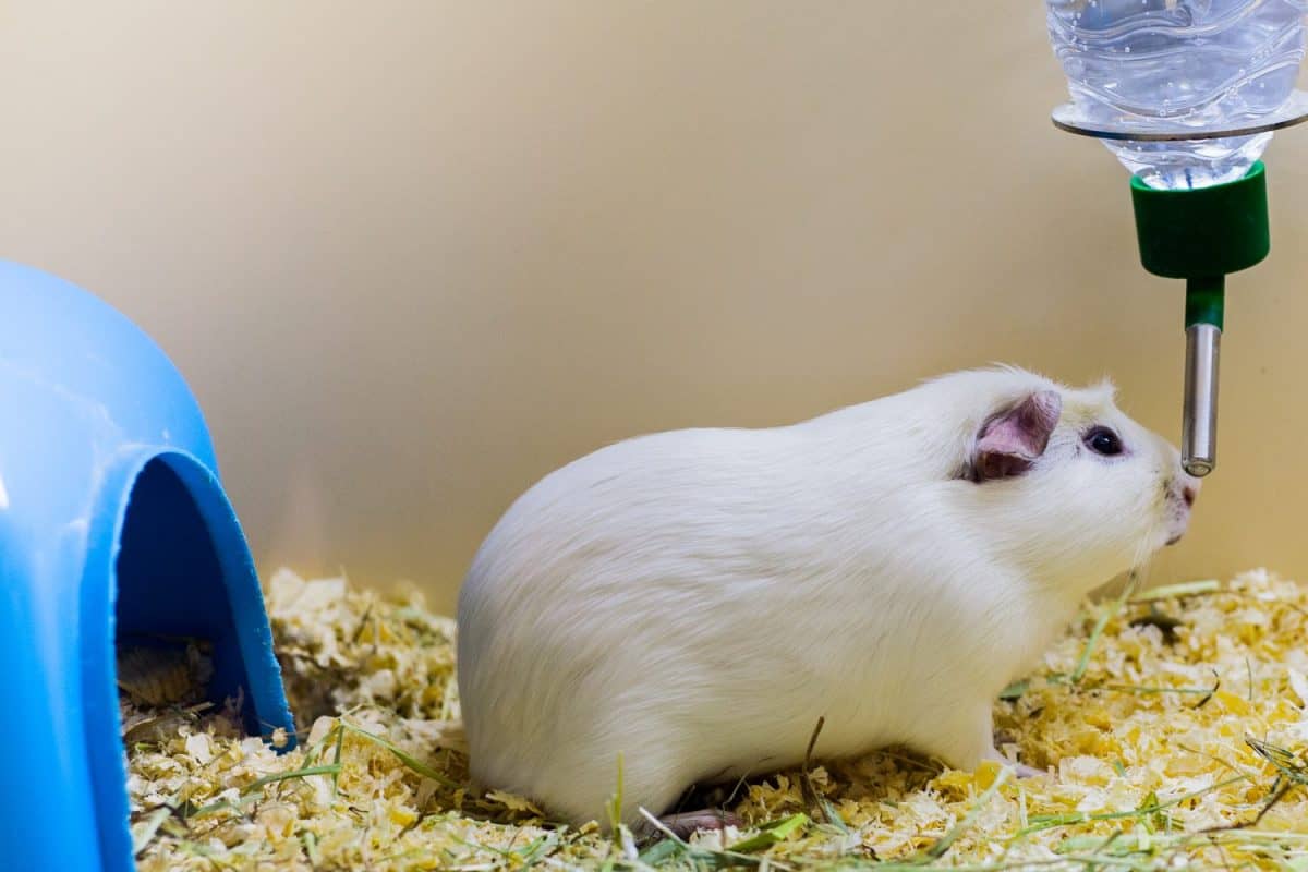 A white guinea pig about to drink some water in a pet store