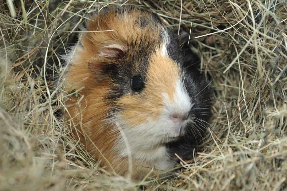 Guinea pig - Cavia porcellus