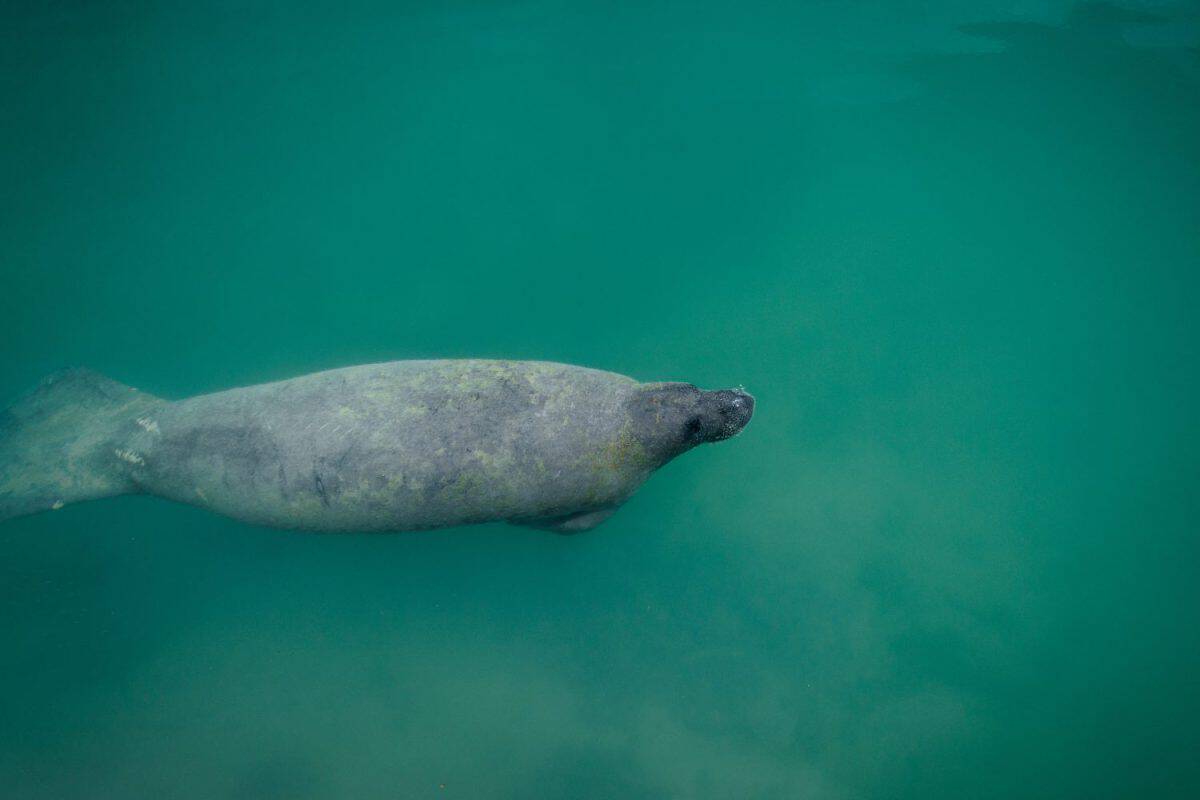 Manatee swimming underwater near Boca Chita Key in Biscayne National Park. The best U.S. National Parks for animal viewing.