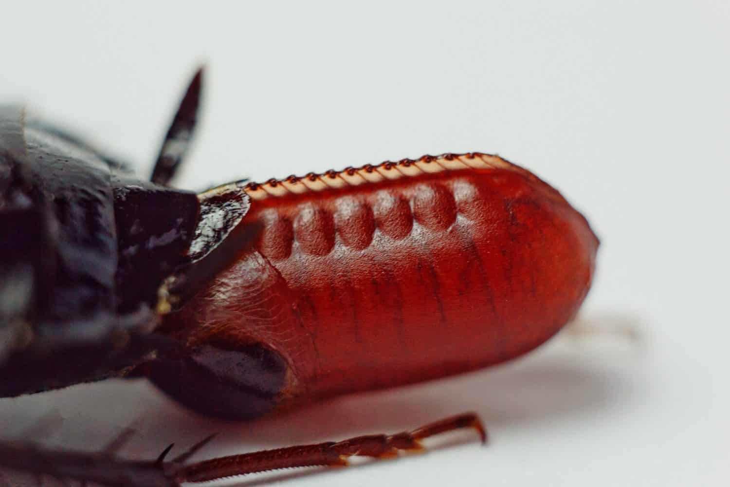 Red pregnant cockroach with an egg, on a white isolated background. Macro photo close-up