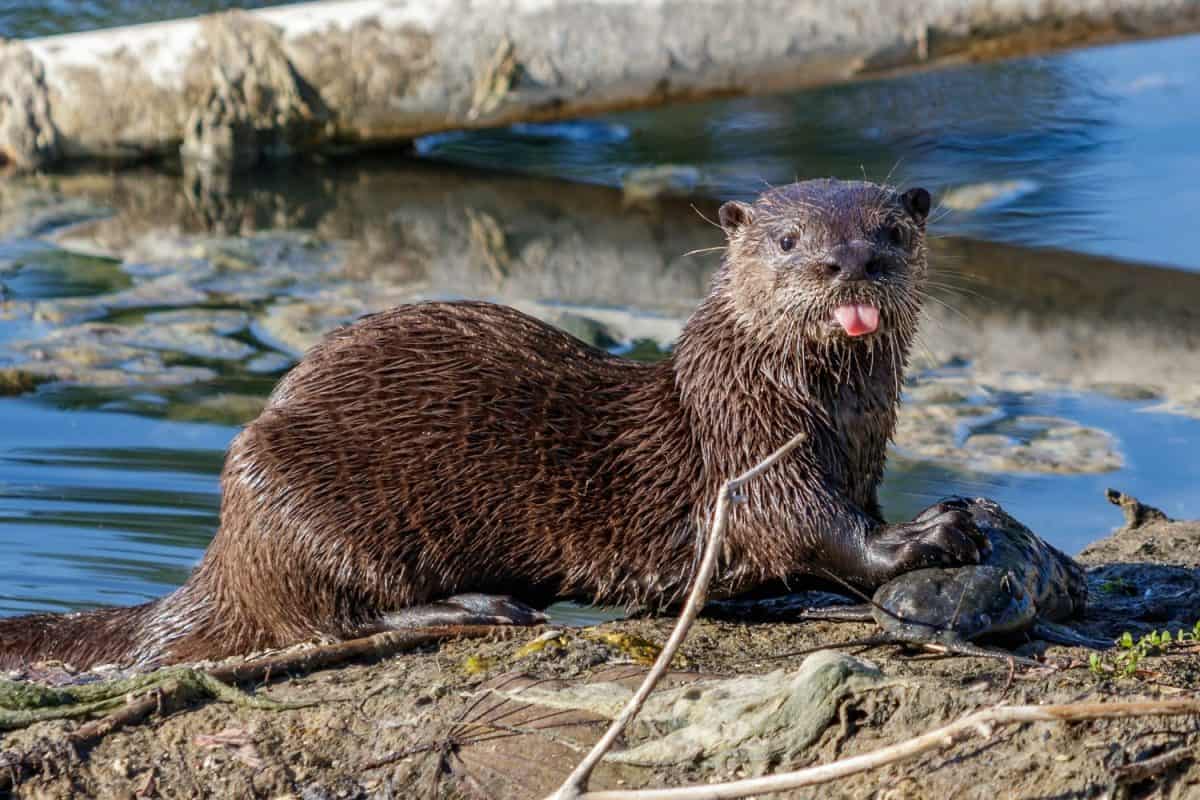 Juvenile North American river, northern or common otter found in a local homeowners neighborhood retention lake type pond canal in Coral Springs, Florida from the Everglades of Miami / Broward County