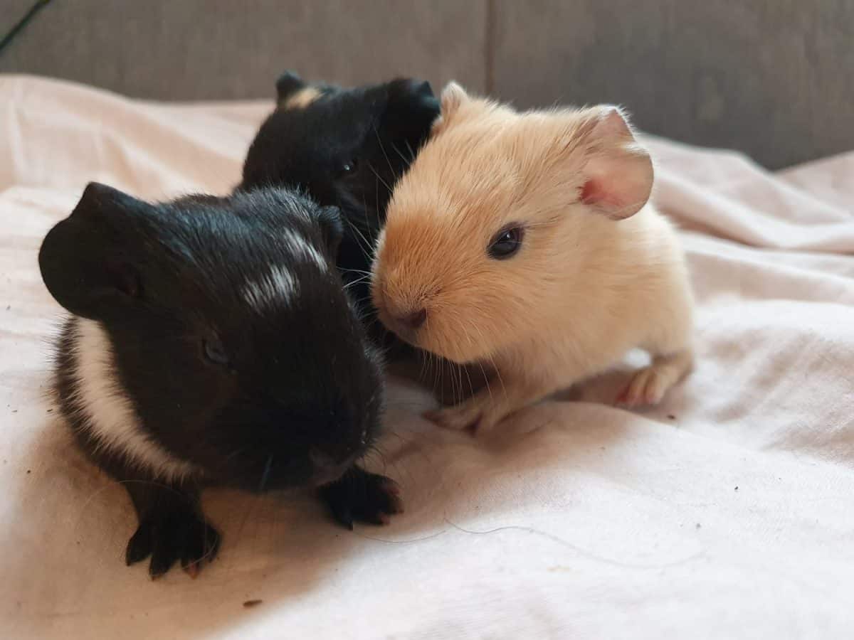 Guinea pig litter, born in sweden, different colors