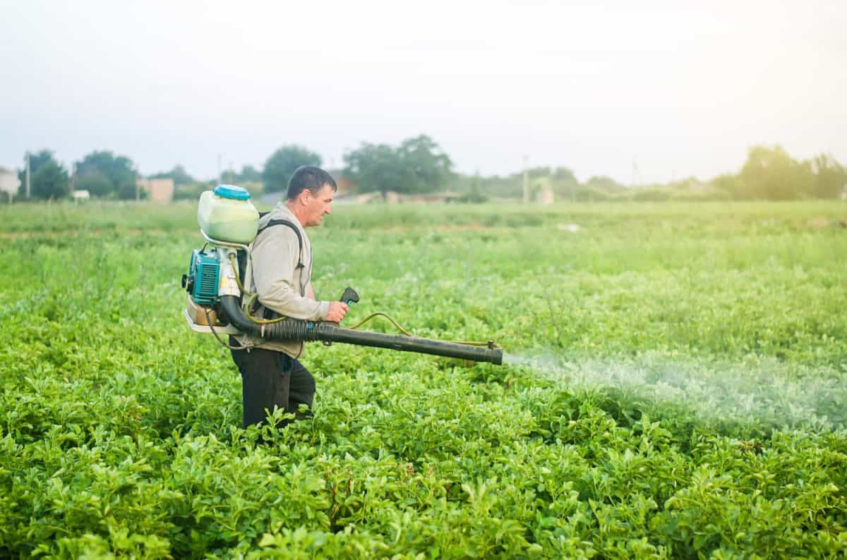 A farmer with a mist sprayer blower processes the potato plantation from pests and fungus infection. Protection and care. Fumigator fogger. Use of agriculture industrial chemicals to protect crops. How to get rid of flies outside