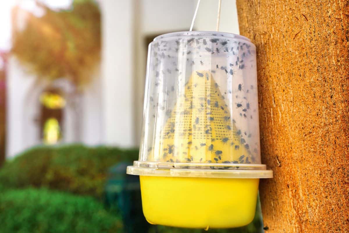 The Ecological trap for flies of yellow plastic hangs on a tree against a background of greenery. How to get rid of flies outside