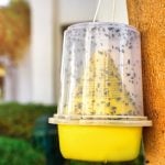 Eco-friendly Insect Trap