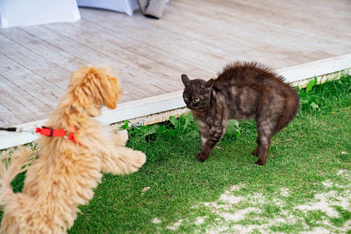 puppy breed maltipoo walks on a leash on the lawn and attacks a black cat. hybrid of a poodle and a maltese lapdog. walks and trips with dogs. Pets.