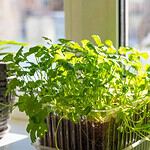 5 Steps and Tips To Grow Cilantro Indoors