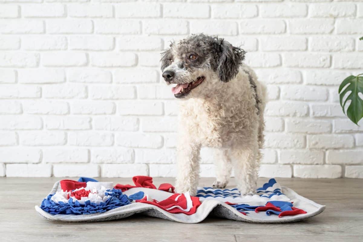 cute mixed breed dog playing on soft washable snuffle rag rug for hiding dried treats for dogs nose work on white background, front view. Intellectual games with pet. Tips for Introducing Your Dog and Cat