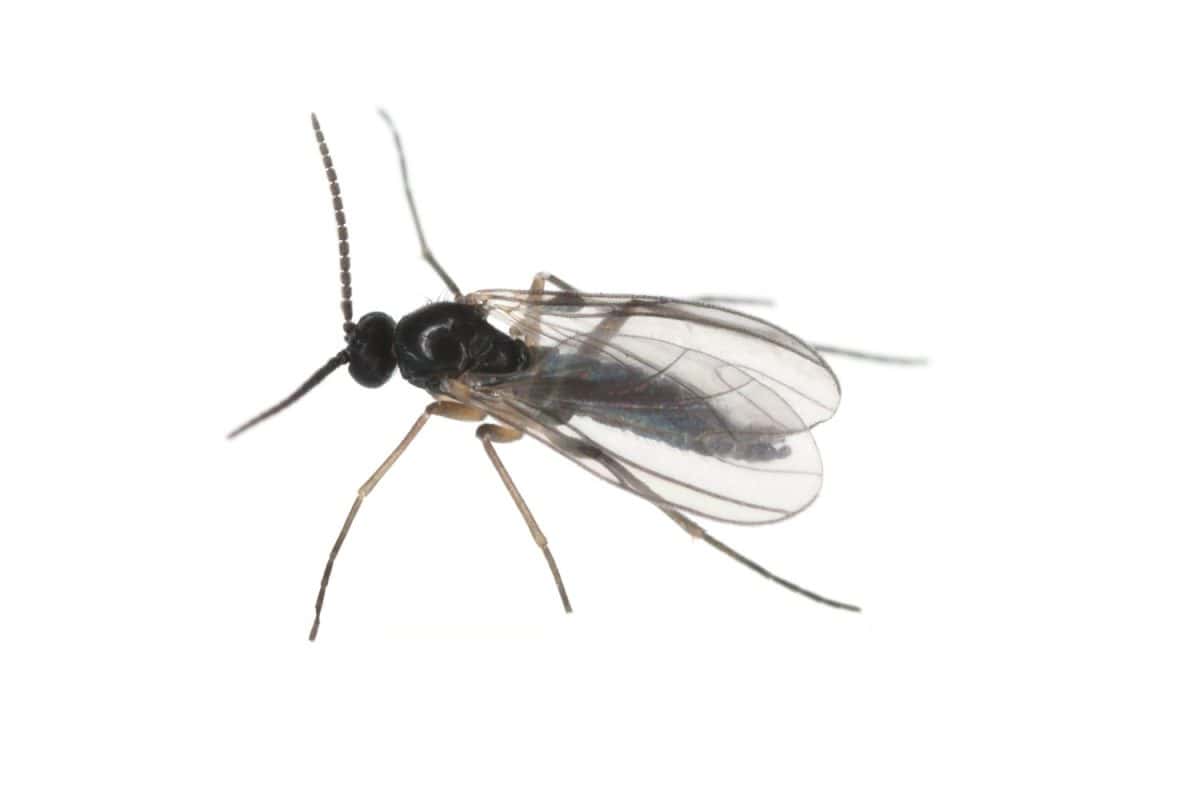 Dark-winged fungus gnat, Sciaridae isolated on white background, these insects are often found inside homes. How to get rid of fruit flies over night.