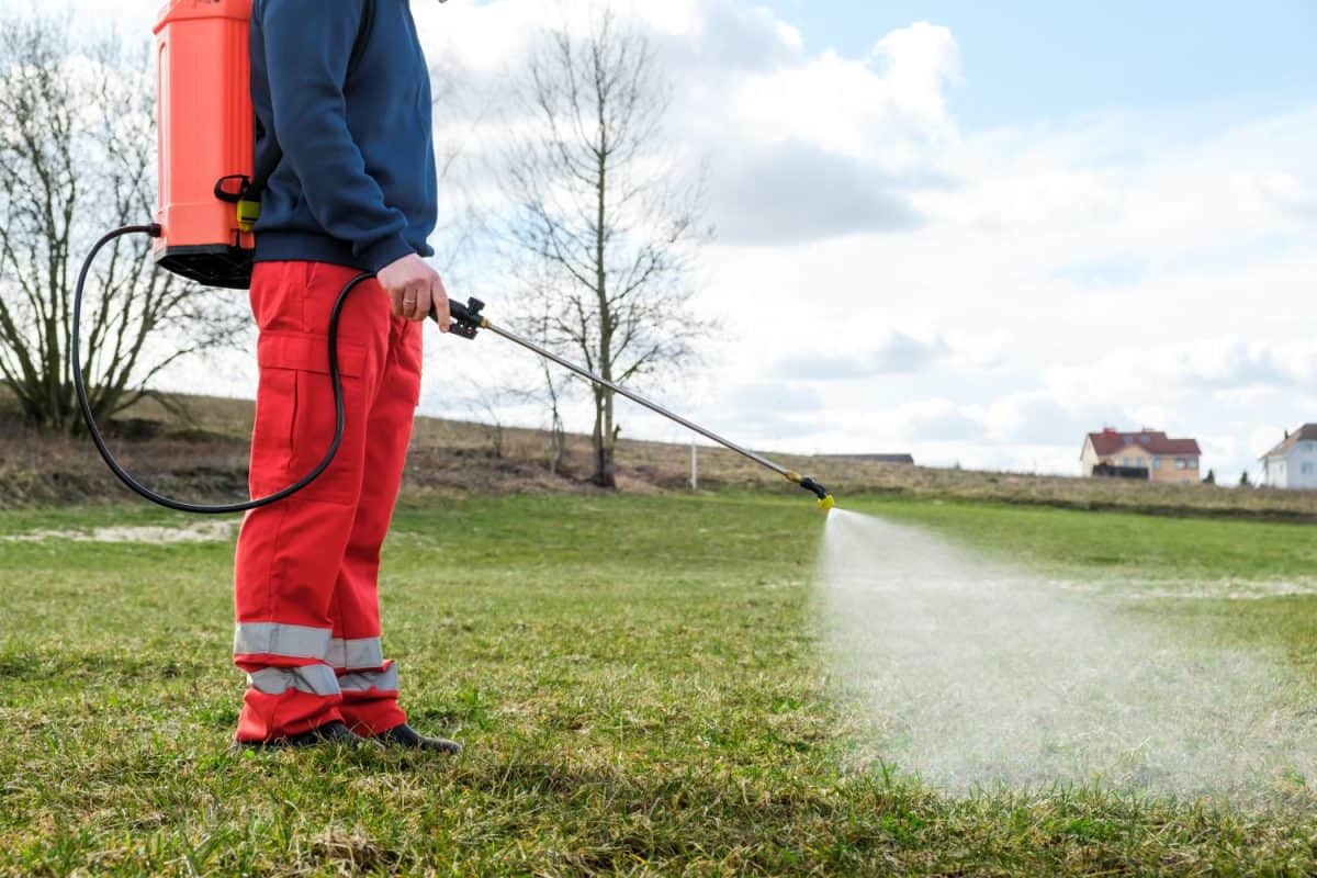 Farmer spraying pesticide on lawn field wearing protective clothing. Treatment of grass from weeds and dandelion. Pest control. Insecticide sprayer with a proper protection. Gardening care season. How to get rid of flies outside.