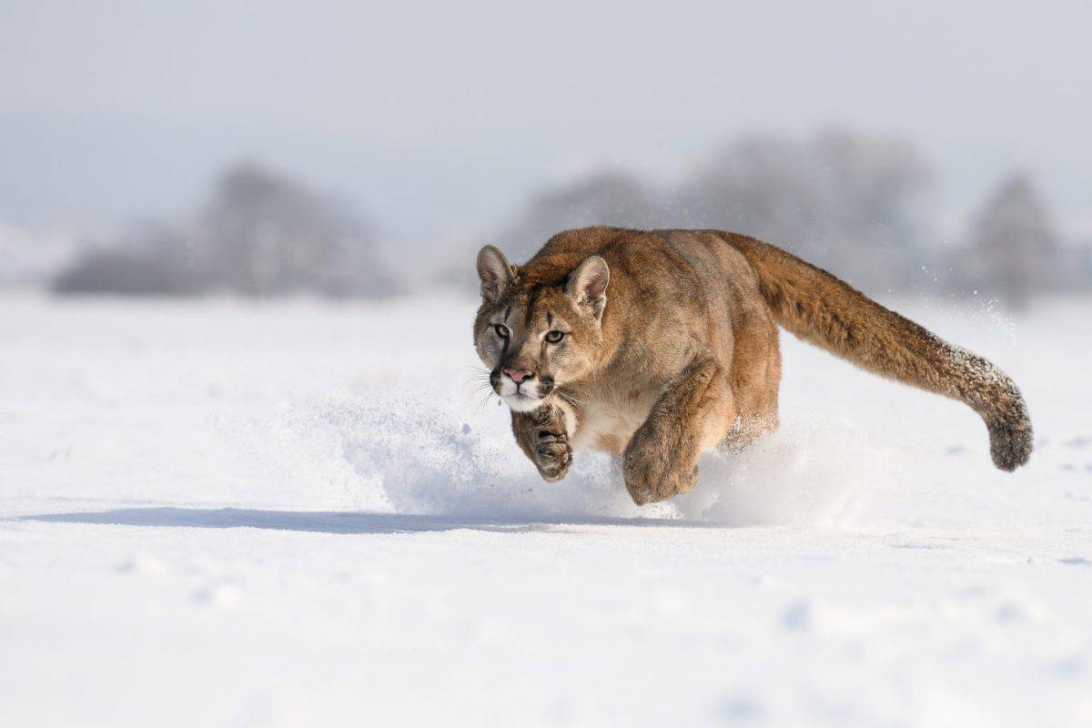 Cougars running around in snowy pasture.