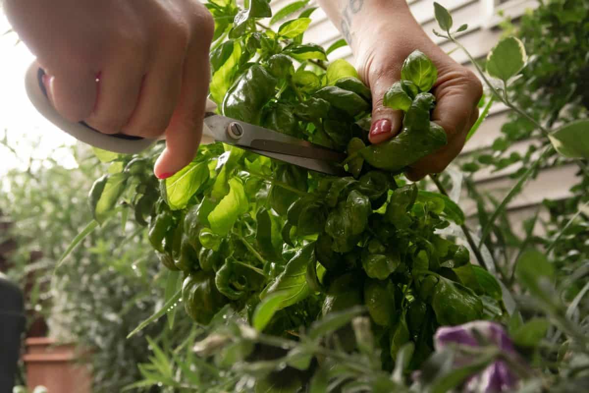 Harvesting Basil from the Backyard Garden. The foolproof way to grow basil
