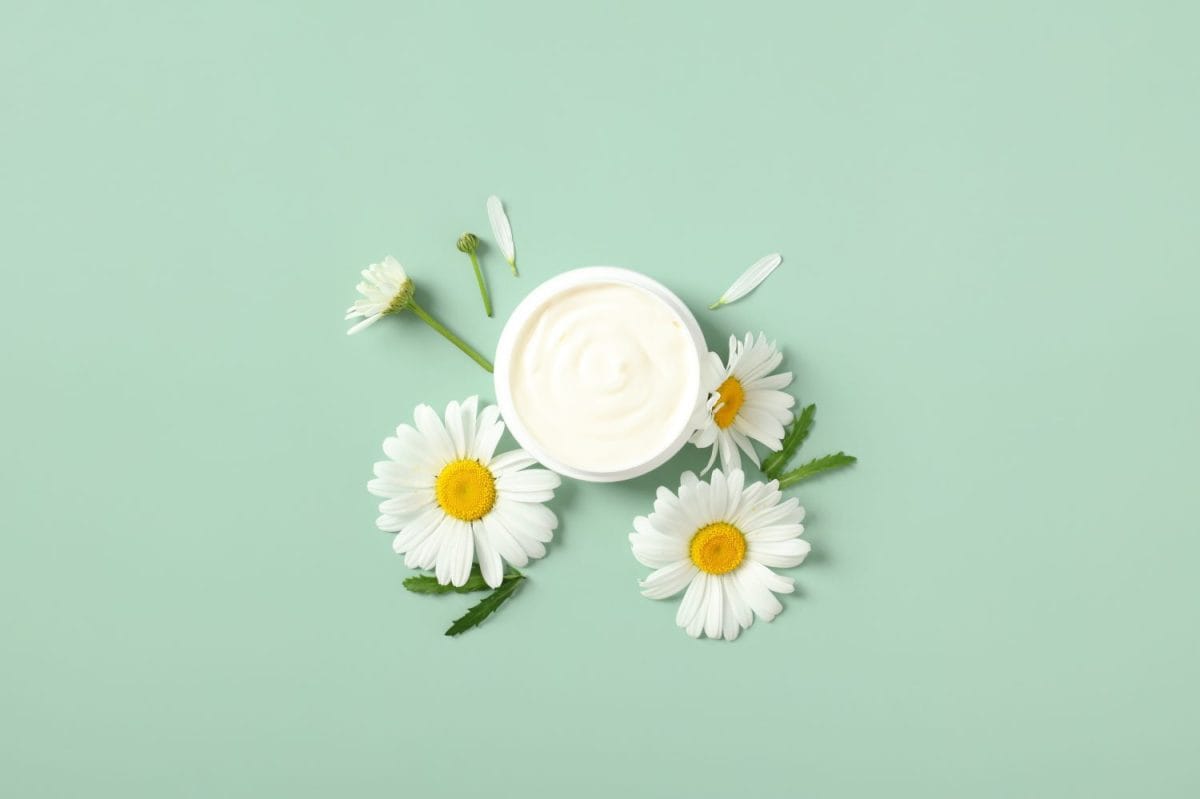 Natural organic moisturizer cream with chamomile buds on green background. Flat lay, top view. The best remedies for chigger bites.