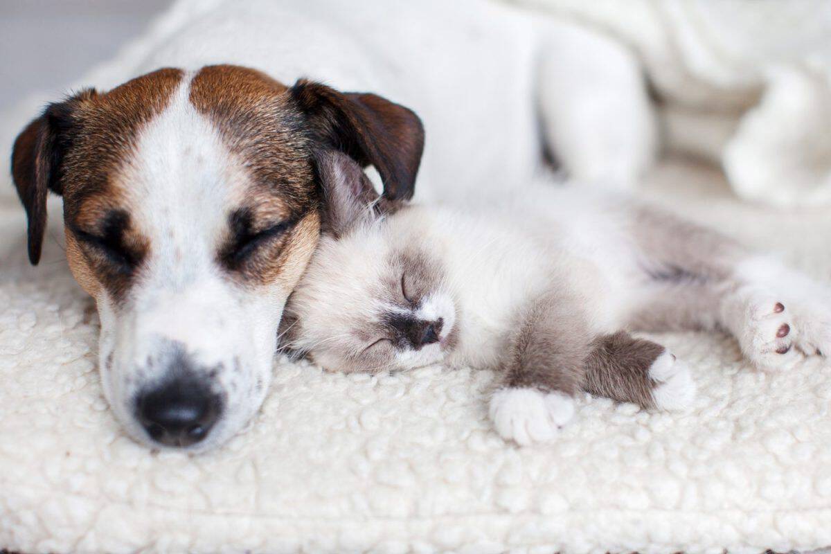 Dog and cat sleeping together