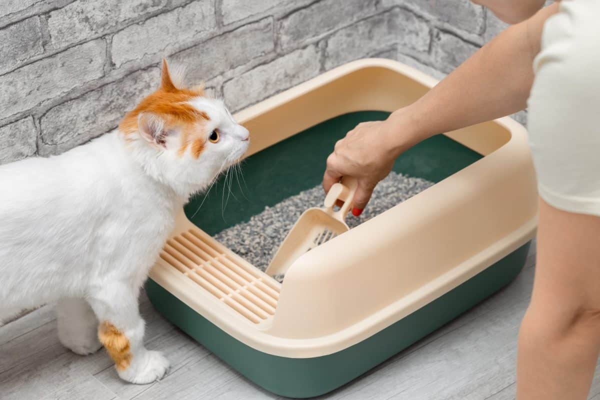 man cleaning cat litter box with dustpan. cleaning the cat litter box. a cat watches a person cleaning the litter box